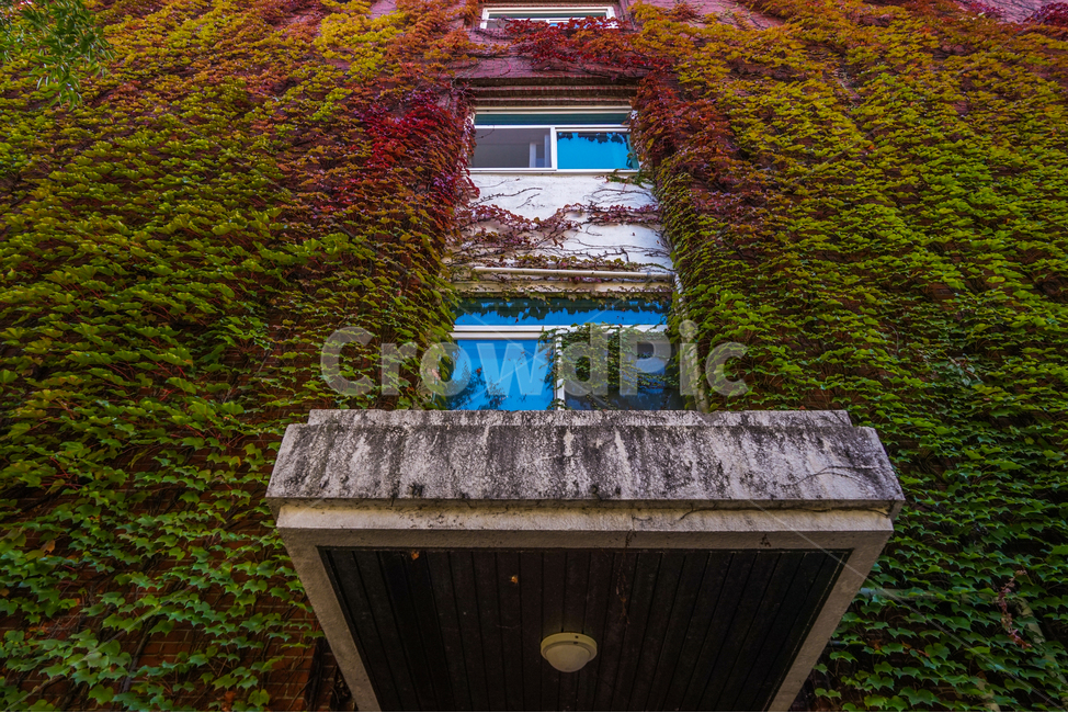 건물,담쟁이,넝쿨,가을,창문,식물,줄기,가을,계절,fall,autumn,season,plant