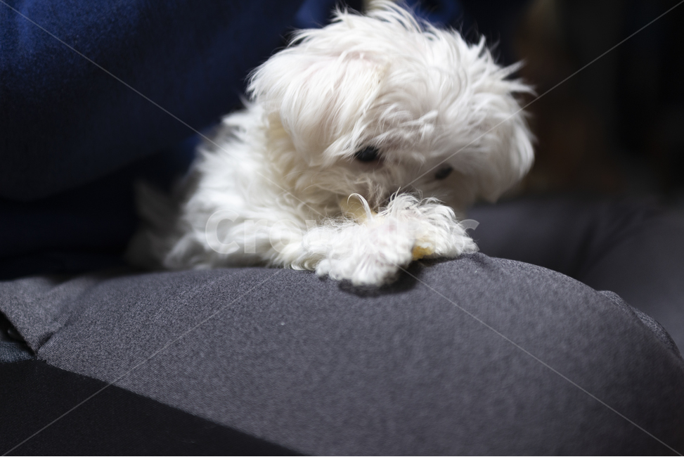 Maltese eating snack,pet dog on persons lap,dog eating snack,white puppy,maltese,Cute puppy,puppy,Maltese on human lap,white pet dog,young puppy,dog,pet dog,dog on persons lap,Puppy eating snack
