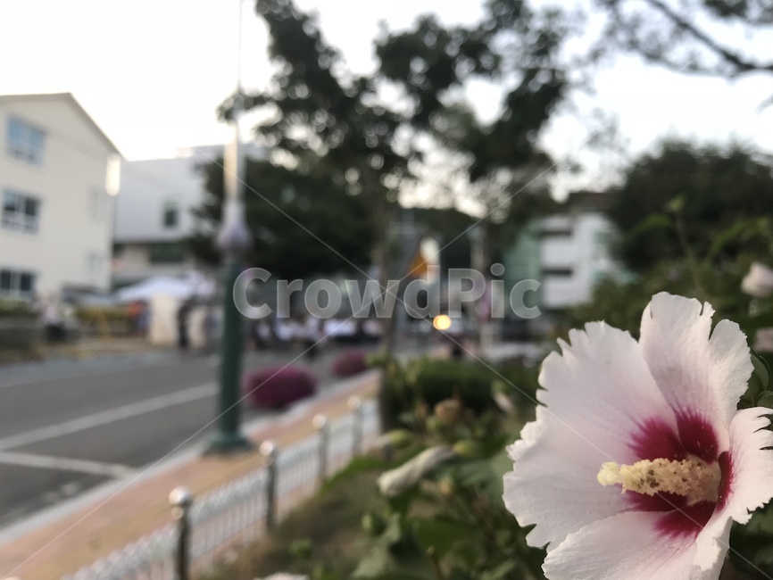 무궁화,해질녘,노을,풍경,꽃,꽃풍경,무궁화나무,식물,자연,plants,nature,꽃,flower