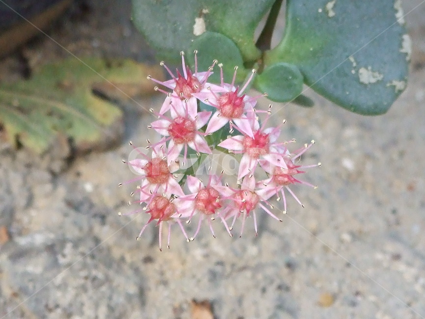 식물,꽃,꽃잎,flower,핑크색,식물,자연,plants,nature,꽃,flower