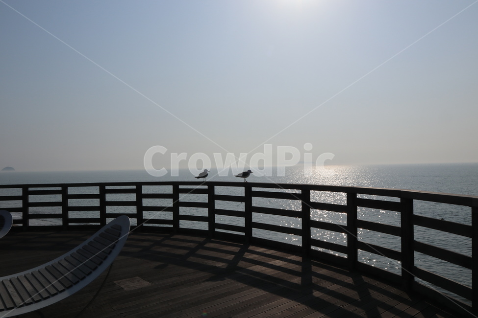갈매기,새,조류,seagull,제부도