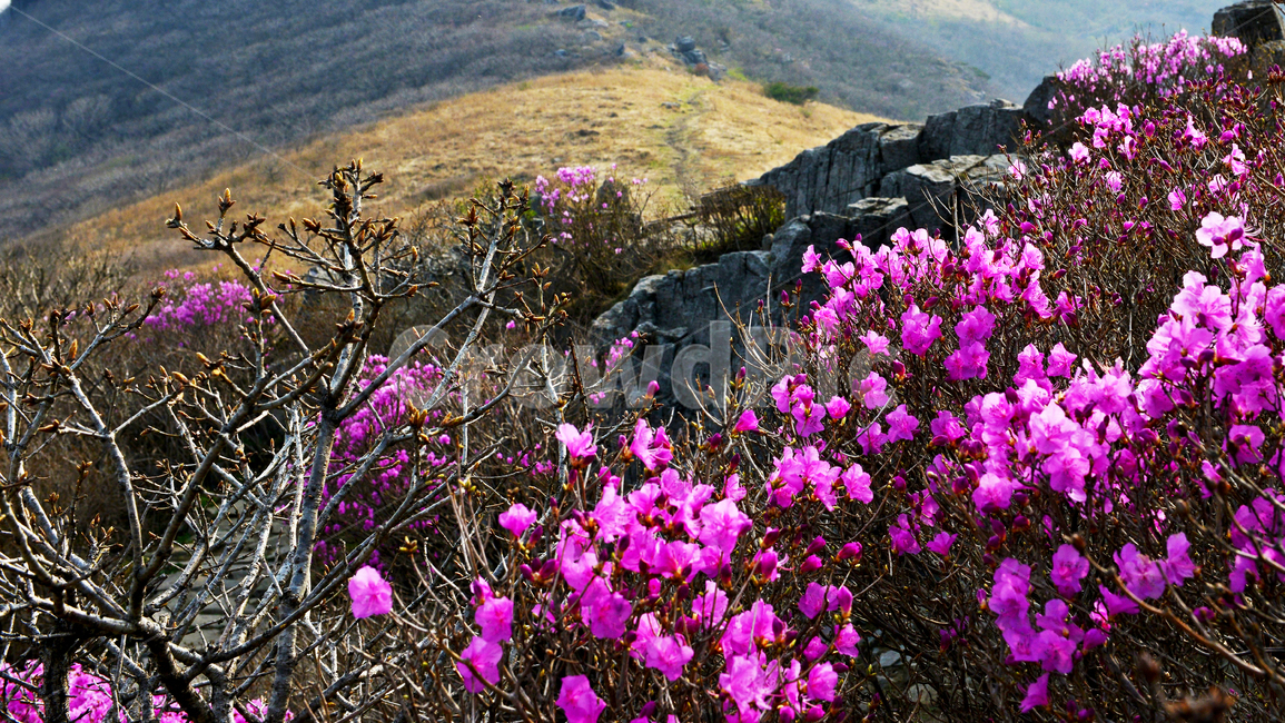 광주,무등산,무등산봄,서석대,입석대,주상절리대,철쭉꽃,철쭉,봄,계절,꽃,만개,flower,plant,식물,blossom,outdoors,옥외,자연,경치,경관,풍경