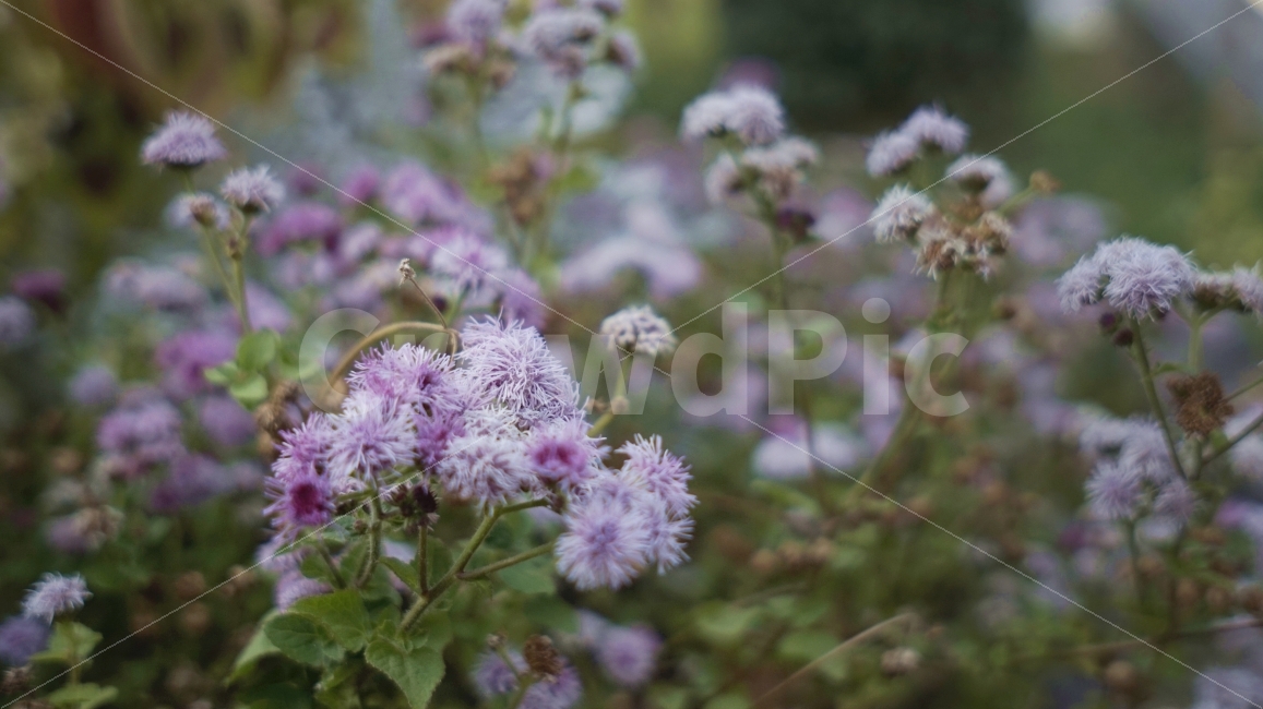Outfocusing,pink,purple,Emotion,park,flower