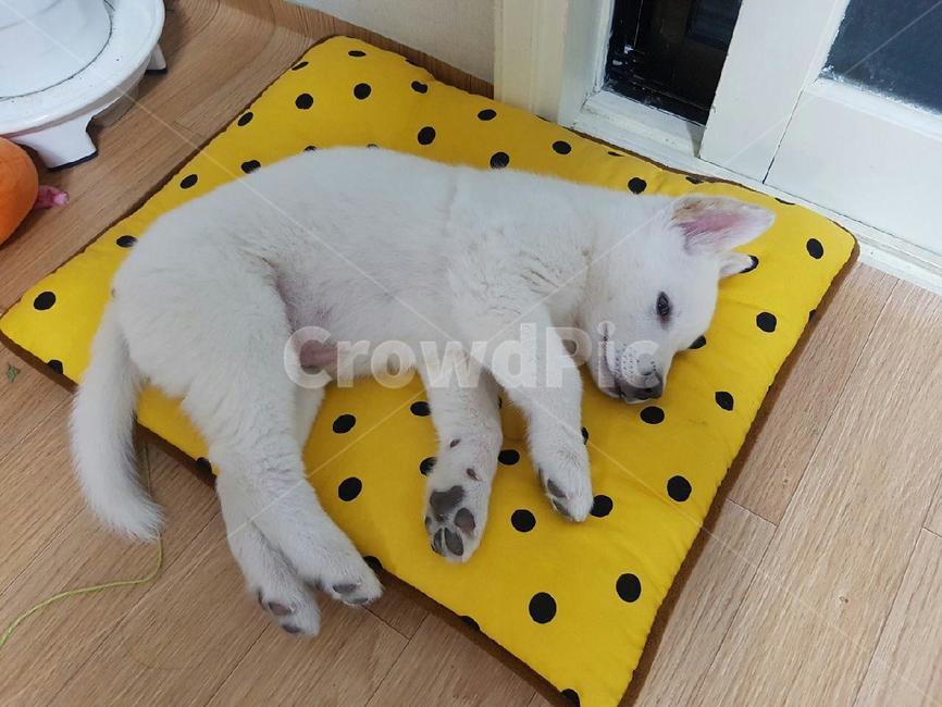 강아지,애완견,dog,귀여운강아지,풍산개