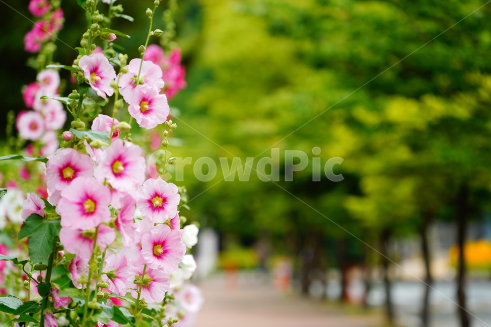 식물,풍경,감성,꽃,flower,접시꽃,분홍,나무,줄기,낮,출사,식물,자연,plants,nature,꽃,flower