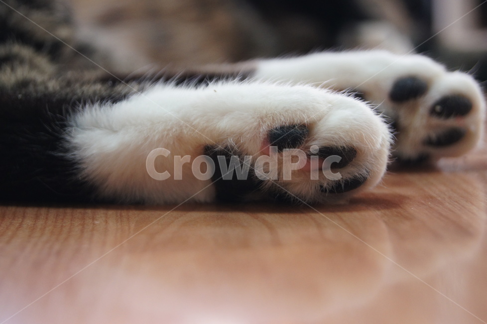 고양이,발바닥,냐옹이,젤리,반려묘,동물,animal,포유류,mammal,고양이,cat,kitten,kitty