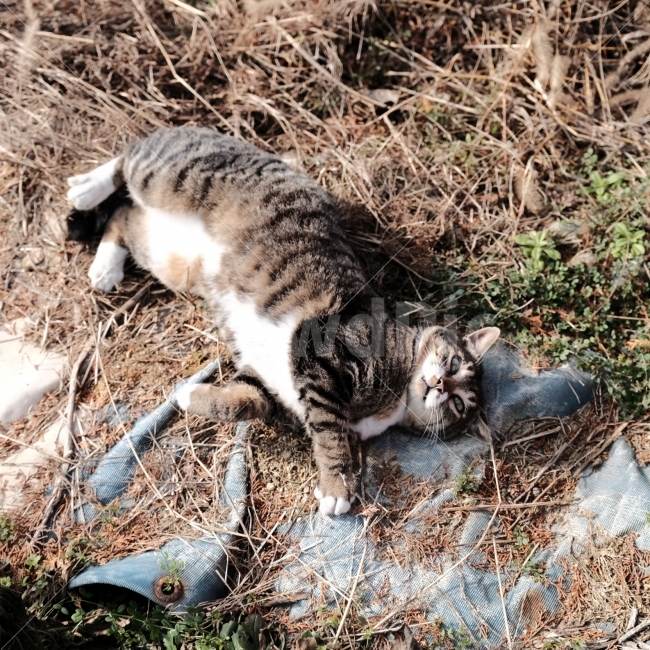 고양이,길고양이,발라당,귀여움,애교,동물,냥이,동물,animal,포유류,mammal,고양이,cat,kitten,kitty