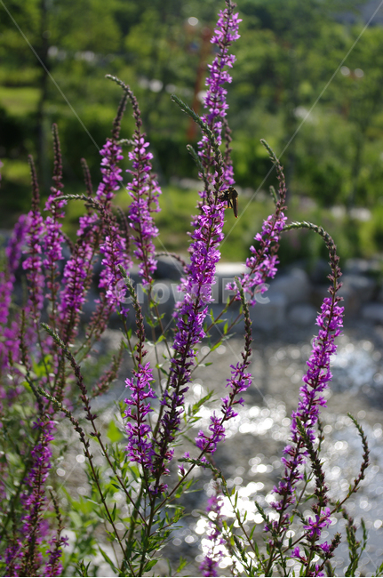 부처꽃,꽃,식물,flower,plant,식물,자연,plants,nature,꽃,flower