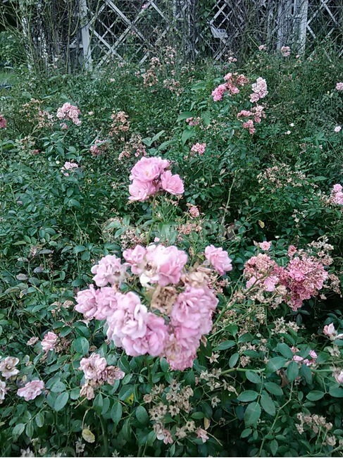 plant,식물,blossom,flower,꽃,핑크색,장미,봄