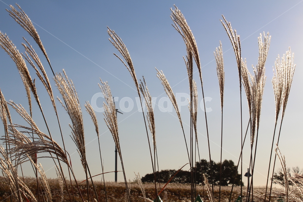 갈대,가을,바람,쓸쓸함,가을정취,plant,grass,가을풍경,풍경,가을,계절,fall,autumn,season,식물,자연,plants,nature,food,음식,잔디,vegetable,야채,grain,곡물