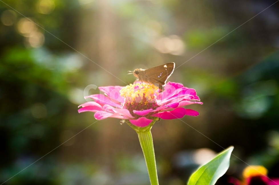 동물,나비,빛내림,꽃,자연,식물,자연,plants,nature,꽃,flower,동물,animal,곤충,벌레,insect,bug,휴식,힐링,rest,relaxation,healing