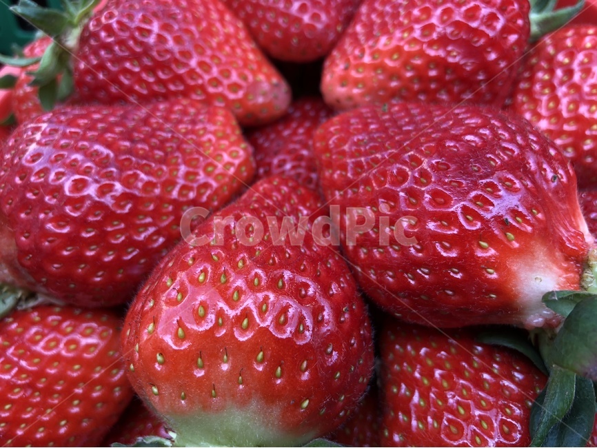 딸기,과일,빨강색,색감,열매,싱싱한,음식,식재료,요리,food,cook,meal,dishes,food reserves,과일,열매,fruit,채소,야채,vegetables