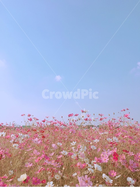 산책로,코스모스,하늘,풍경,가을,가을,계절,fall,autumn,season,blossom,꽃,petal,꽃잎,flower,plant,식물