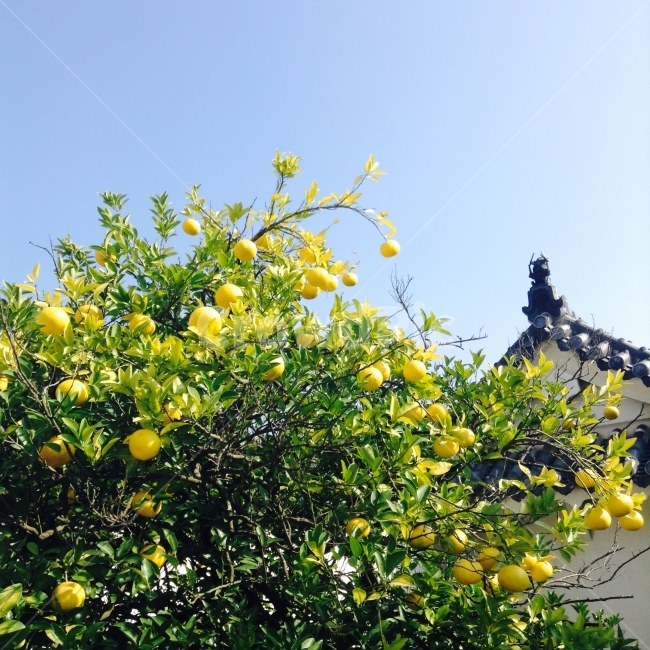 세계,여행,간사이,오사카,히메지,하늘,풍경,귤,travel,kansai,himeji,osaka,sky,식물,자연,plants,nature,과일,열매,fruit