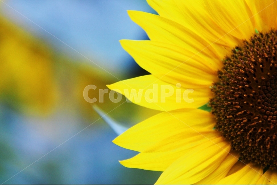 해바라기,꽃,식물,여름꽃,노란색,식물,자연,plants,nature,꽃,flower