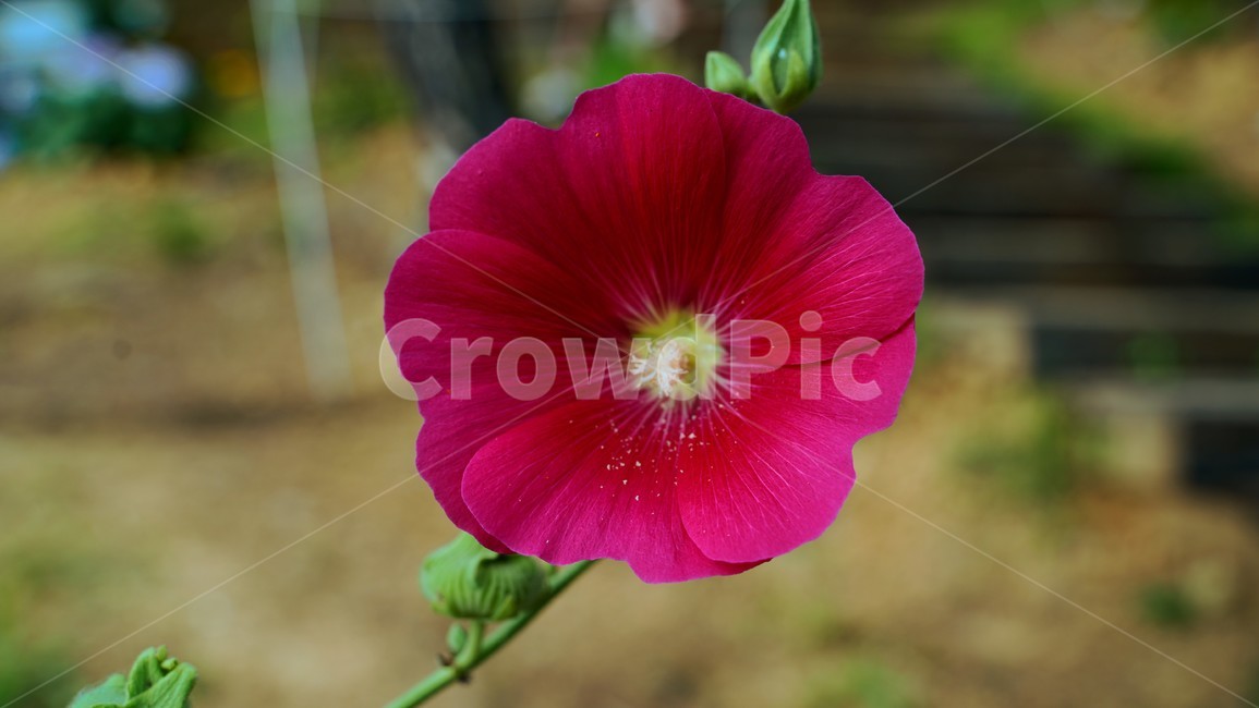 접시꽃,빨간꽃,분홍꽃,접사,hollyhocks
