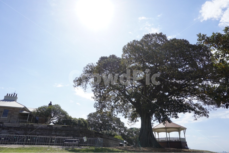 호주,Sydney,자연,nature,australia,풍경,scenery,나무,tree,해외,외국,세계,foreign,oversea,world