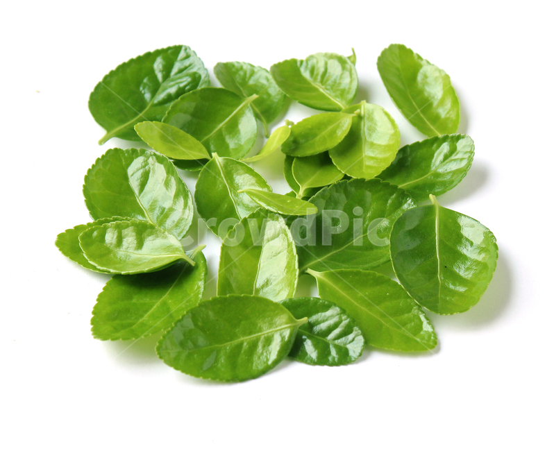 잎,나뭇잎,closeup,fresh,green,leaf,leaves,macro,natur,nature,plant,잎사귀,자연,녹색,그린,클로즈업,신선한,탑앵글,탑뷰,그룹,더미,모아놓은,모은,모이다,사각형,형태,shape,모양,흰배경,식물,자연,plants,nature,누끼,remove background