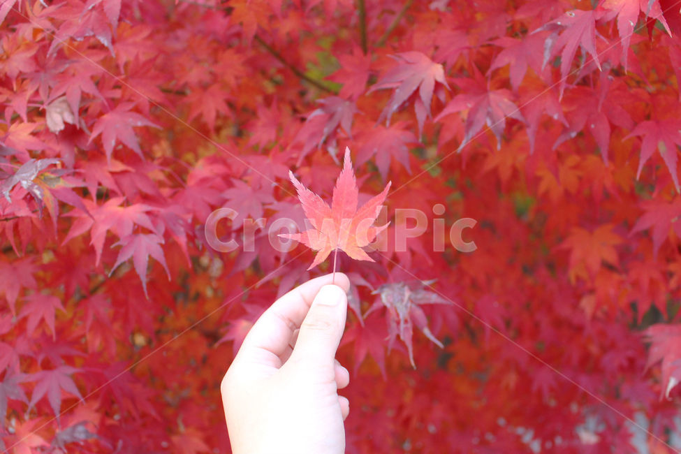 단풍,가을,자연,손,단풍잎,maple,fall,가을,계절,fall,autumn,season,식물,자연,plants,nature,사람,인물,인간,human,person,신체일부,몸,body,leaf,잎,plant,tree,나무