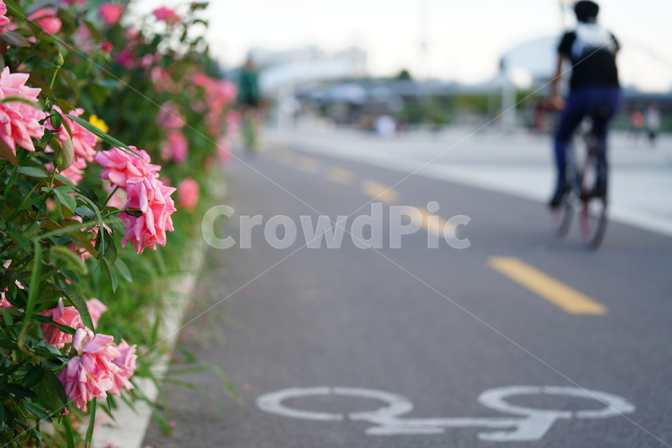 꽃,식물,생물,플라워,flower,자전거,길,도로,bicycle,사람,꽃,flower,스포츠,레저,운동,sports,leisure,exercise