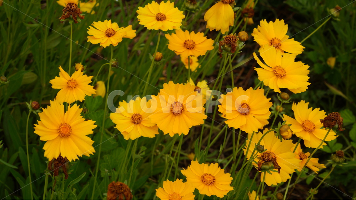 금계국,금계국꽃,꽃,꽃사진,식물,식물,자연,plants,nature,꽃,flower