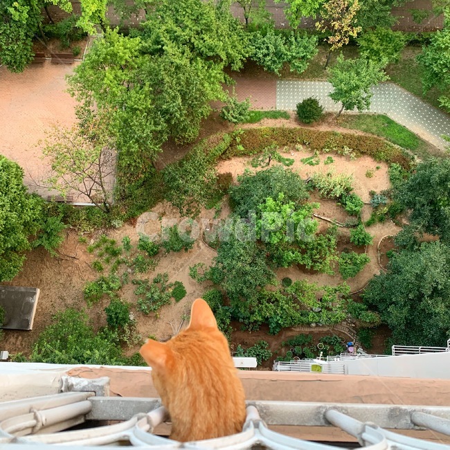 고양이,나무,아파트,뒤뜰,코숏,동물,animal,포유류,mammal,고양이,cat,kitten,kitty
