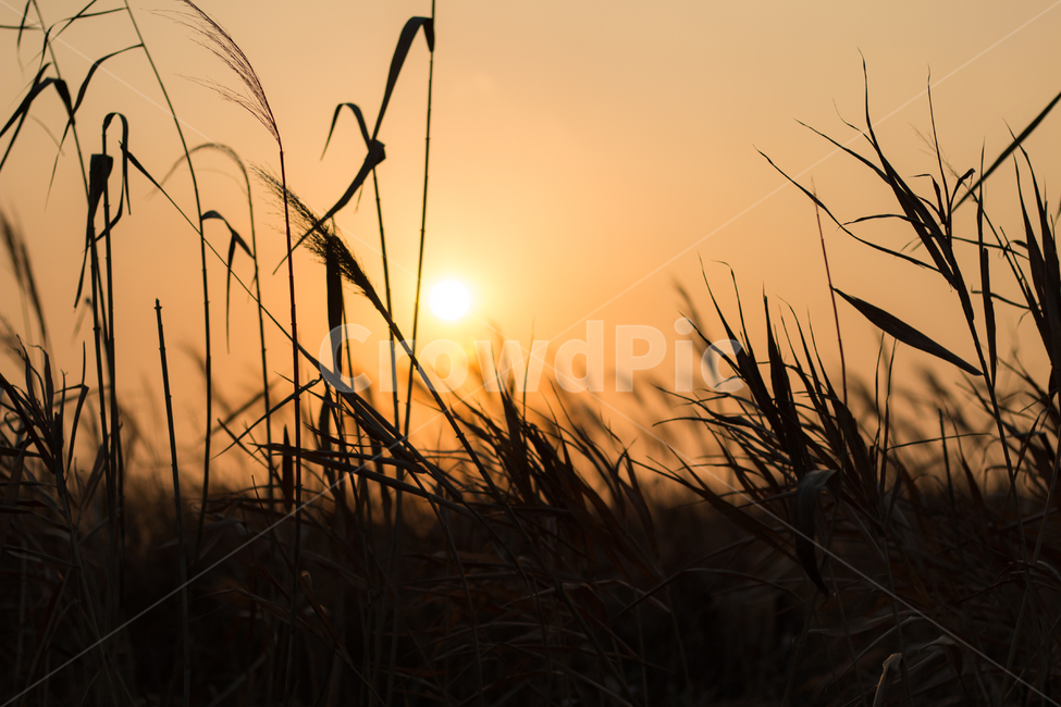 갈대,가을,억새,풍경,노을,실루엣,식물,역광,식물,자연,plants,nature,실루엣,그림자,silhouette,shadow