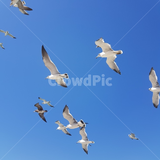 flying,bird,새,갈매기,gull,하늘,자유로운,free,파란,높은,시원한,청량한,animal,동물,자연,풍경,동물,animal,조류,새,birds