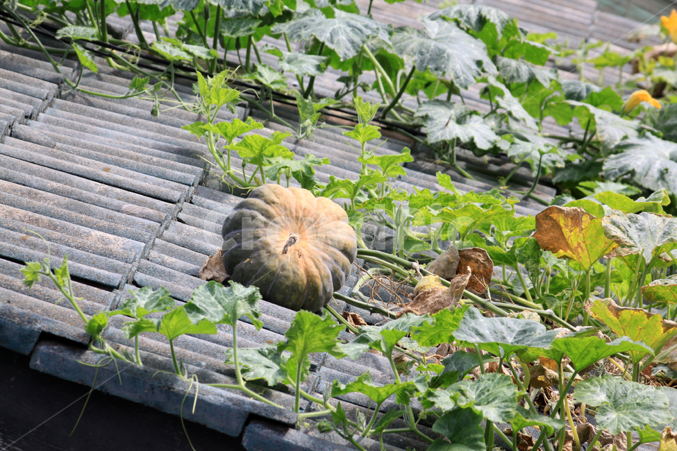 호박,늙은호박,지붕,지붕위호박,열매,음식,덩굴,넝쿨,식물,plant