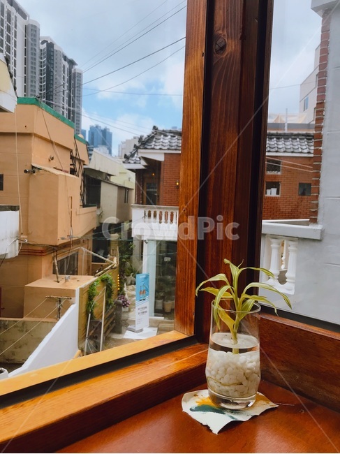 카페,감성,창틀,cafe,식물,plant