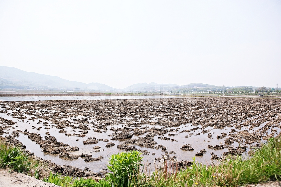 논,논농사,농사,물,흙,풍경,자연,배경,산업,industry,industrial,농업,농사,agriculture,farming,farming industry