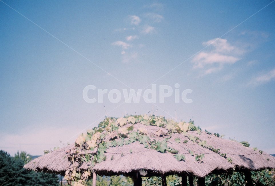 하늘,sky,풍경,nature,필름,film,자연,landscape,공원,park