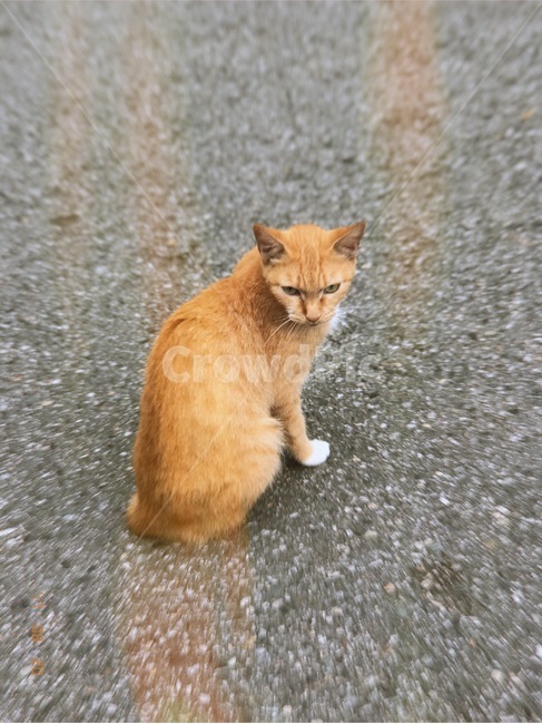 animal,동물,포유류,cat,고양이,pet,동물,animal,포유류,mammal,고양이,cat,kitten,kitty