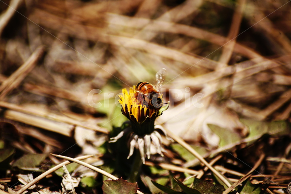 민들레,야생화,들꽃,허니,꿀벌,벌,honey,식물,자연,plants,nature,꽃,flower,동물,animal,곤충,벌레,insect,bug