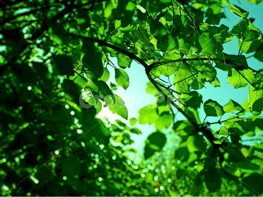 초록,나무,여름,식물,계절,자연,nature,plant,abstract,background,treeleaf,tree,식물,자연,plants,nature