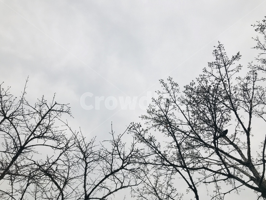 하늘,나무,나무가지,숲,흑백,겨울,흐린하늘,어두운하늘,겨울나무,쓸쓸한,외로움,겨울하늘,풍경,자연,잿빛,sky,tree,darksky,wintersky,nature,forest,lonely,winter,plants