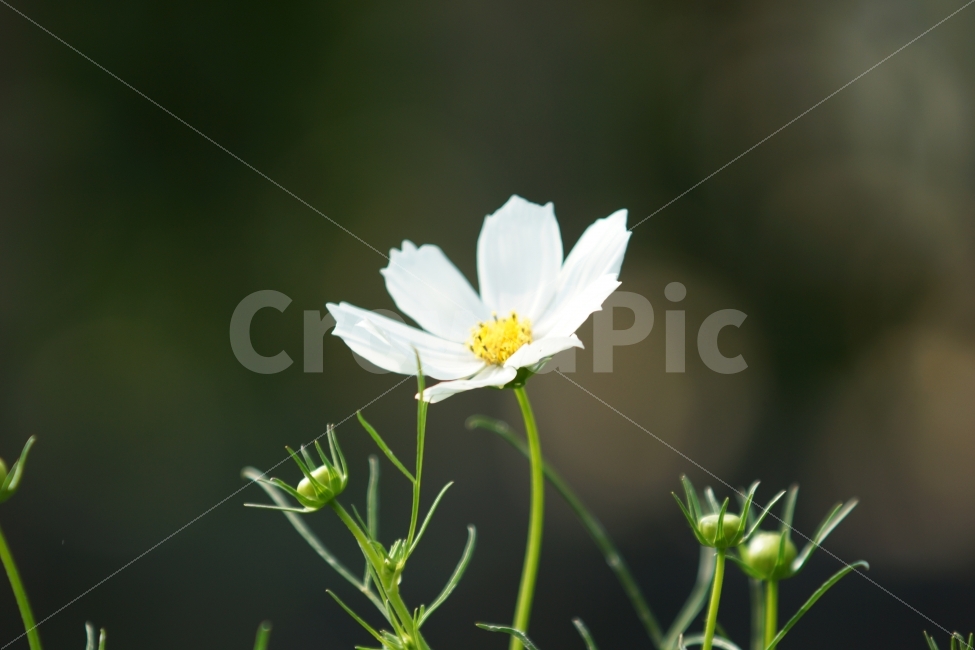 꽃,접사,풍경,감성,여행,식물,자연,plants,nature,꽃,flower