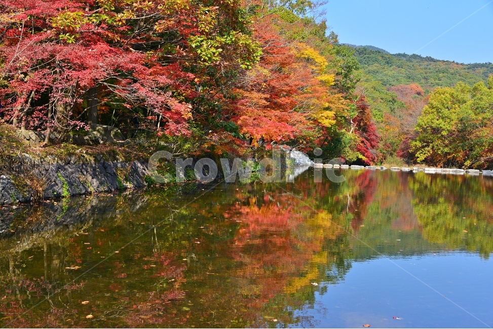 water,물,nature,자연,outdoors,옥외,tree,나무,plant,식물,leaf,잎,treetrunk,나무줄기,maple,단풍,고창,선운사,선운사가을,도솔천,도솔천가을,추색,만추,가을,계절,단풍잎,낙옆,반영