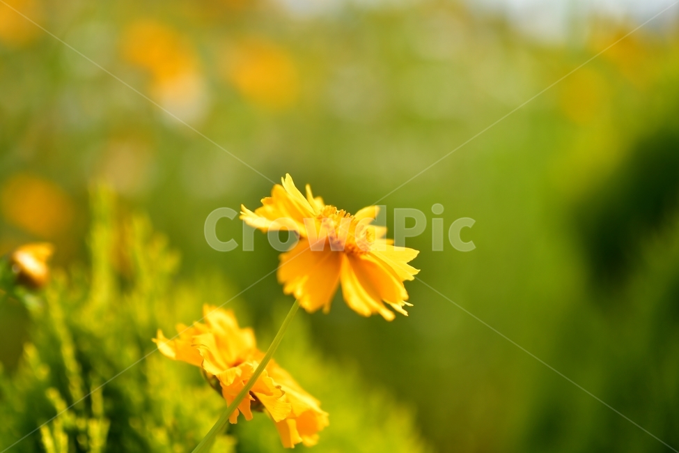 창원,장미공원,꽃,노랑,초록,식물,plants,flower,봄,spring,nature,식물,자연,plants,nature,꽃,flower