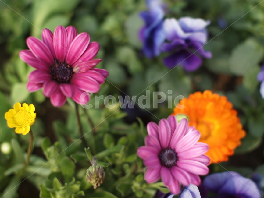 plant,식물,blossom,꽃,flower,식물,자연,plants,nature,꽃,flower