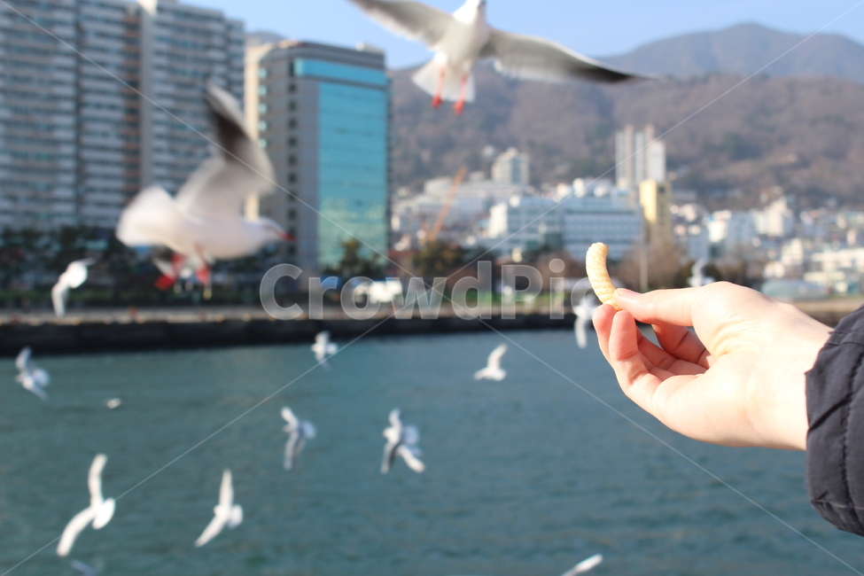 갈매기,조류,새,fly,bird
