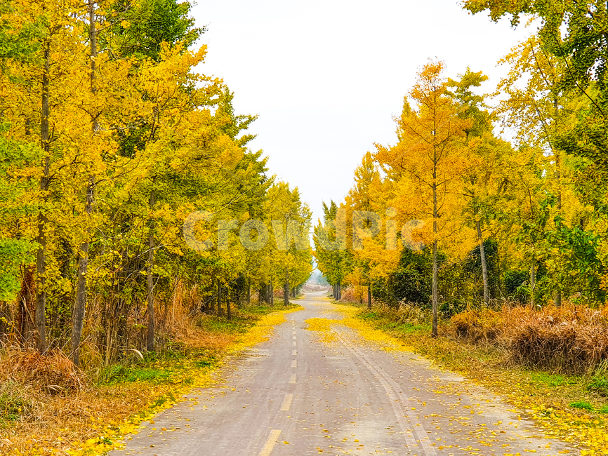 tree,나무,plant,식물,road,도로,은행나무,은행나무길,자연,길,자전거도로,abies,아비,구과식물,conifer,전나무,fir,풍경,라이딩,은행나무숲,산책길,인도,단풍,잎,은행,가을,계절,fall,autumn,season,자연,풍경,nature,landscape