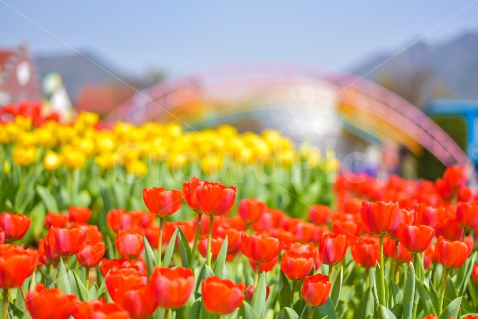 봄,튤립,놀이동산,꽃,축제,빨강,노랑,풍경,배경화면,봄,계절,spring,season,식물,자연,plants,nature,꽃,flower,감성,sensible,feeling,색깔,색상,색채,색감,color sense,color sensitivity,feeling of color,plant,blossom