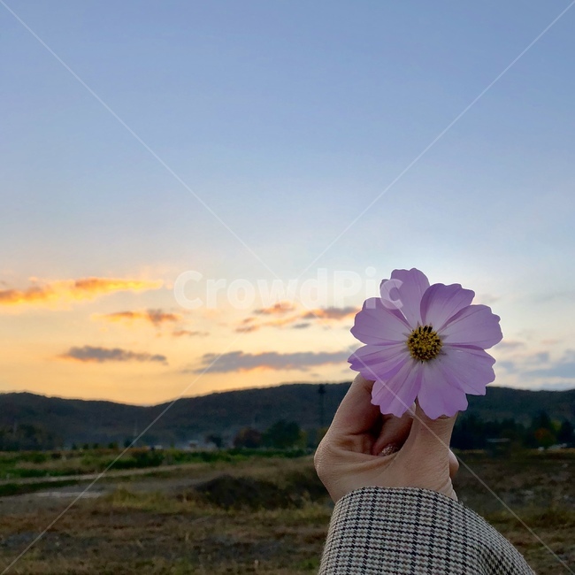 꽃,하늘,노을,손,산,코스모스,구름