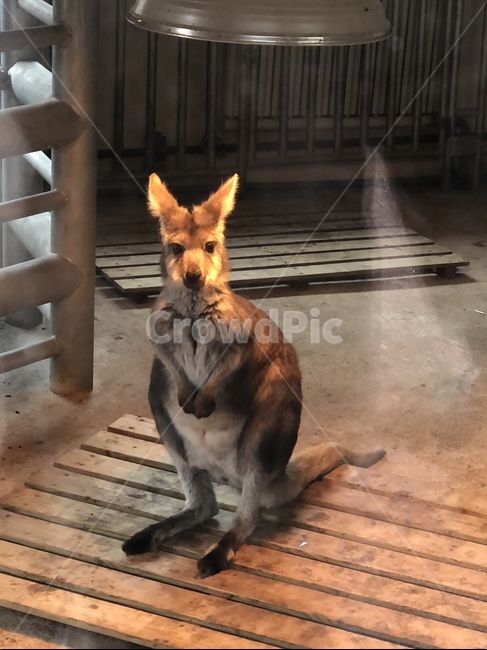 캥거루,동물원,animal,호주,동물