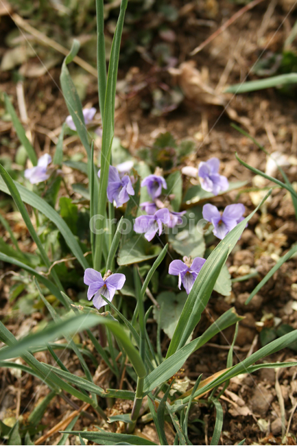 제비꽃,봄,봄꽃,spring,flower,봄,계절,spring,season,식물,자연,plants,nature,꽃,flower,plant,blossom,iris,아이리스