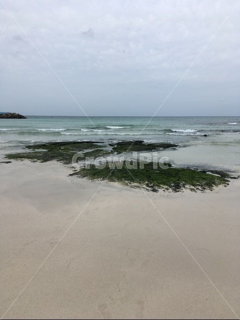 제주,바다,함덕,해수욕장,해초