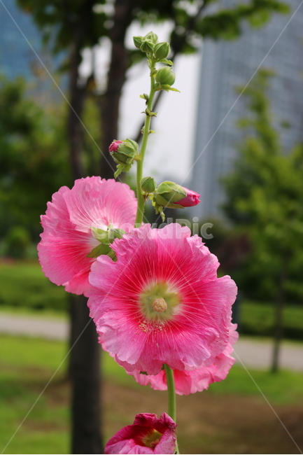 꽃,접시꽃,식물,아욱과,촉규화,관상용,식물,자연,plants,nature,꽃,flower