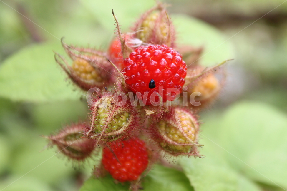 산딸기,식물,wildstrawberries,열매,wineraspberry,식물,자연,plants,nature,과일,열매,fruit