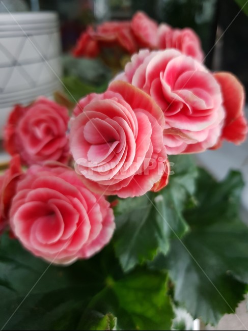 식물,장미,rose,꽃,flower,꽃,flower